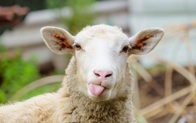 #20 Tiere aus energetischer Sicht Teil 1