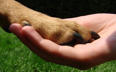 #22 Tiere aus energetischer Sicht Teil 3
