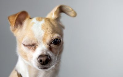 Tiere aus energetischer Sicht Teil 2
